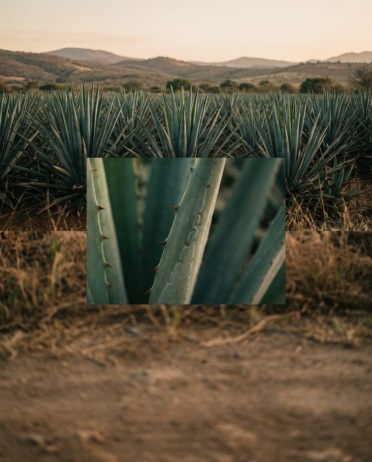 Plantación de agave azul