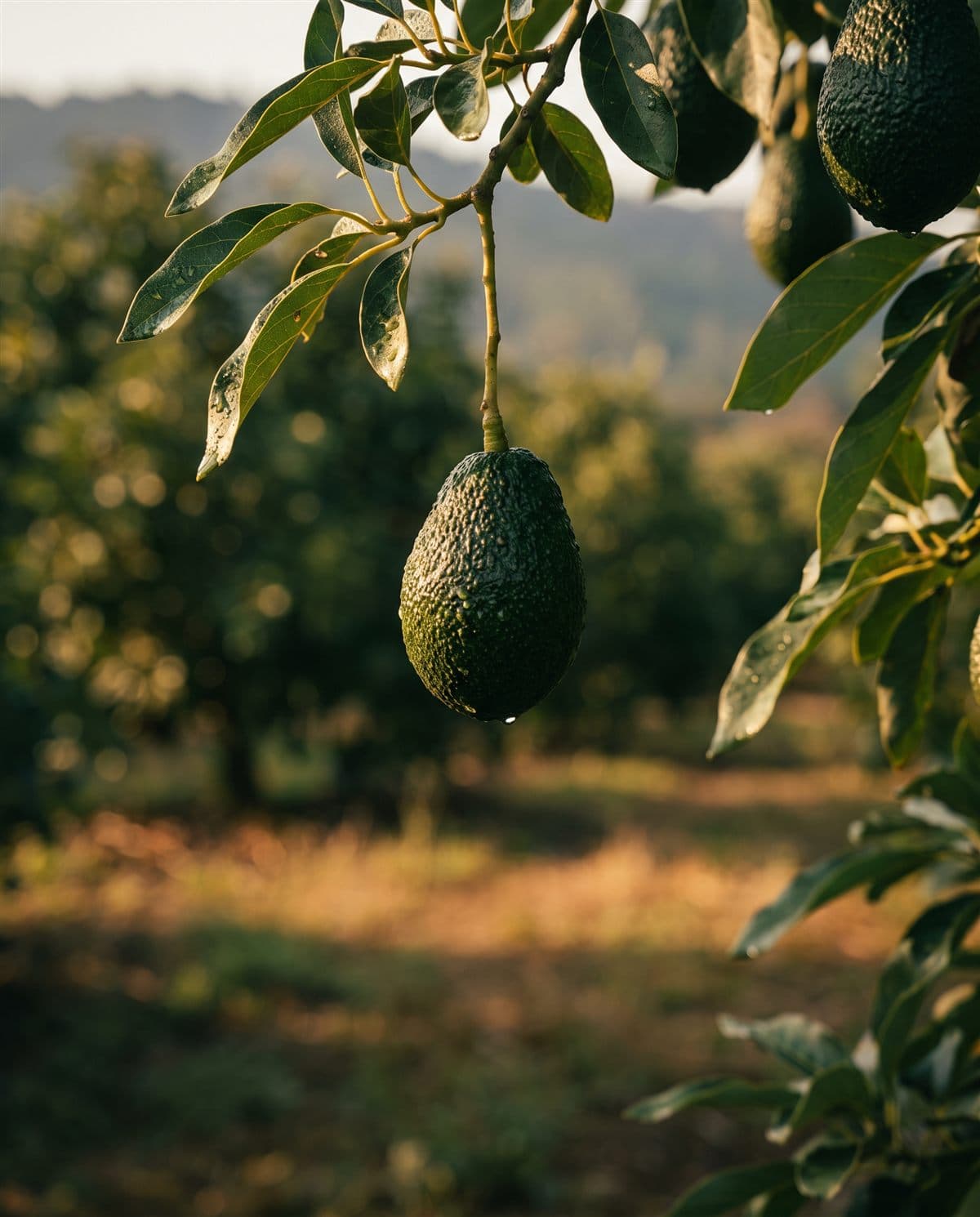 Aguacates Hass en árbol