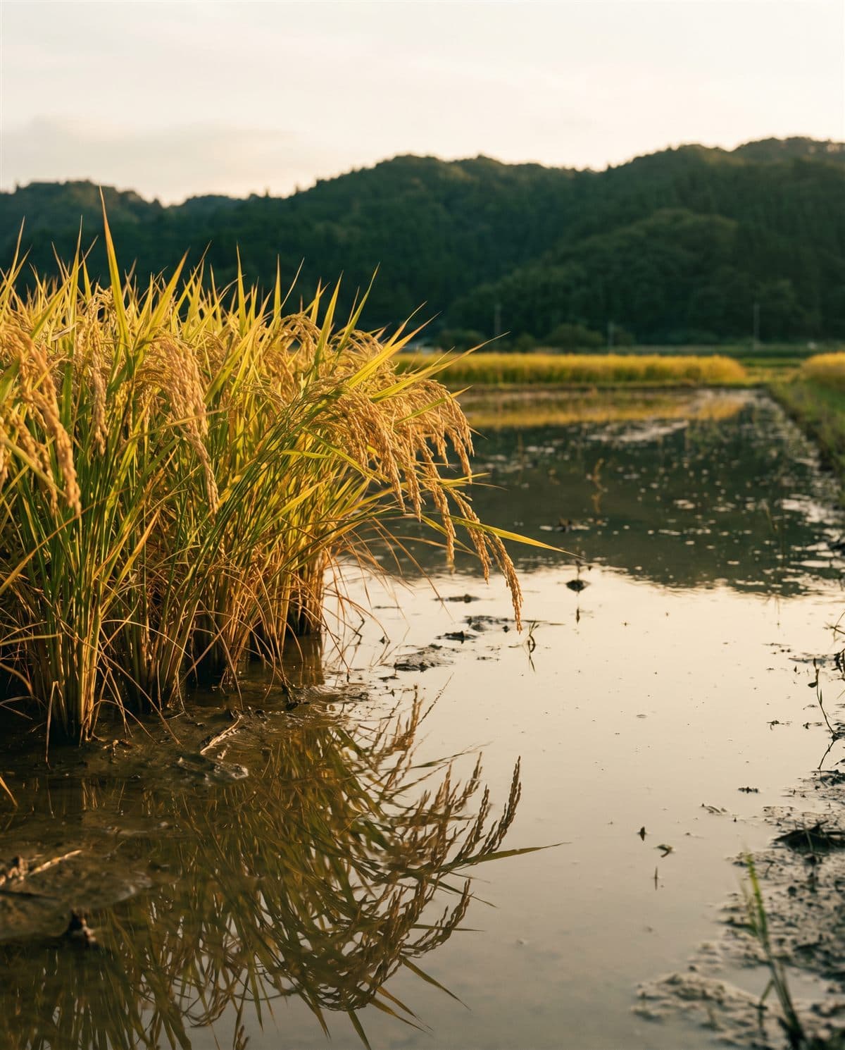 Espigas de arroz en parcela inundada
