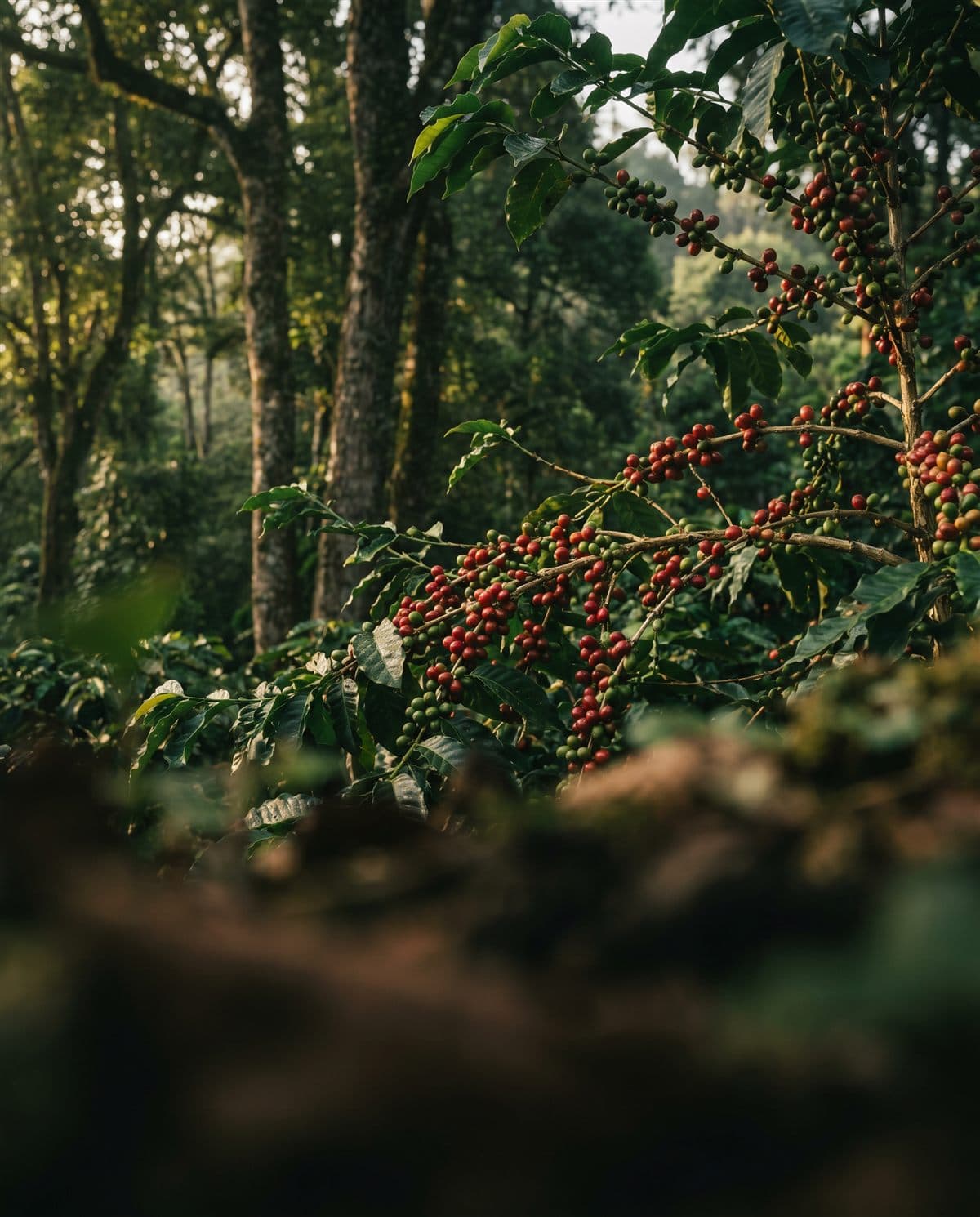 Cerezas de café rojas maduras en la rama