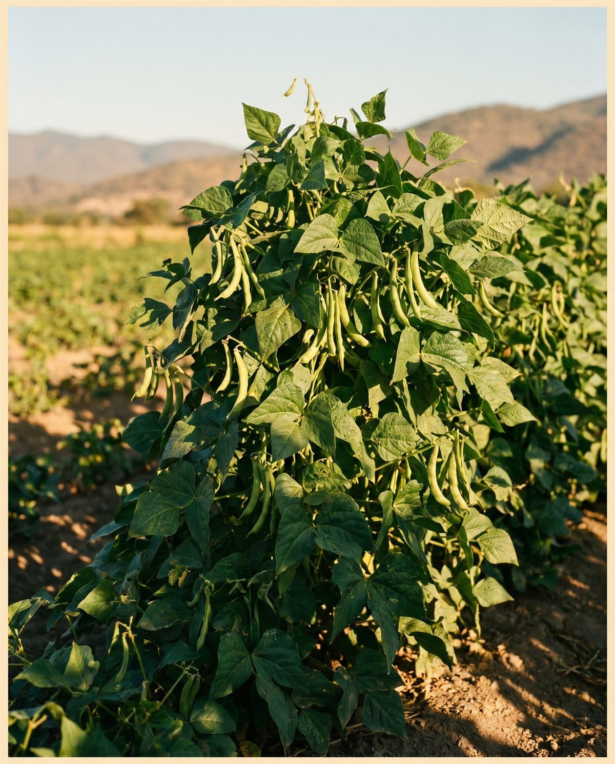 Planta de frijol con vainas