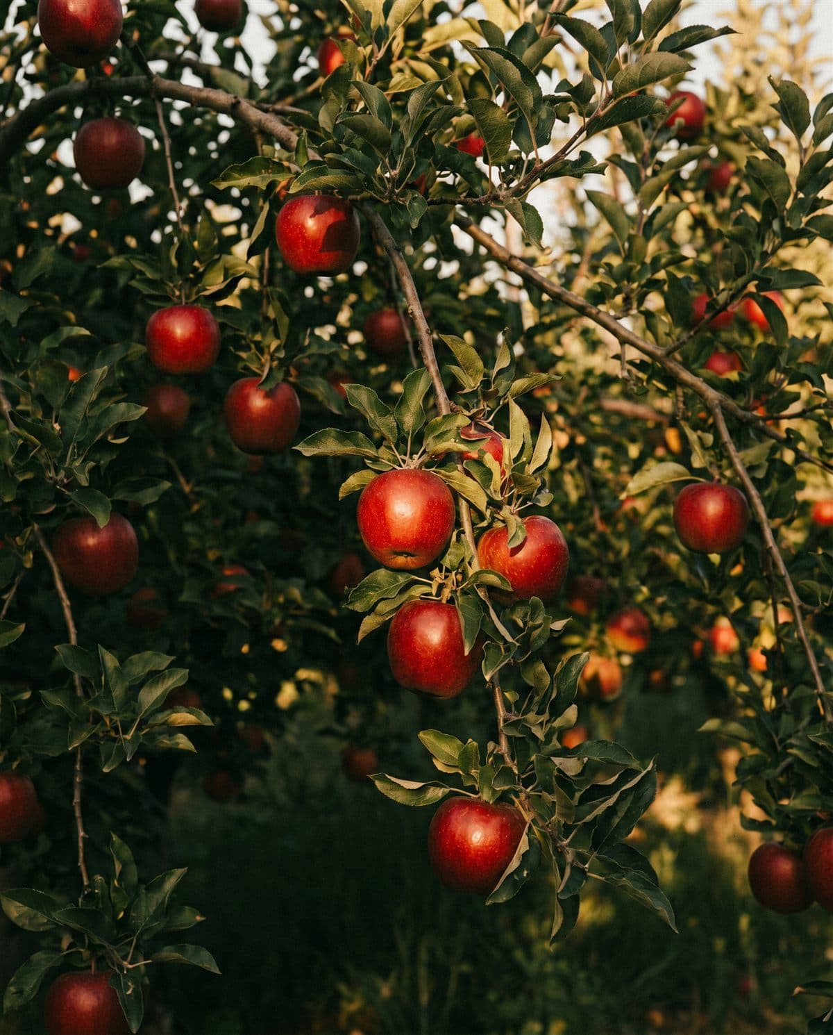 Manzanas rojas en el árbol