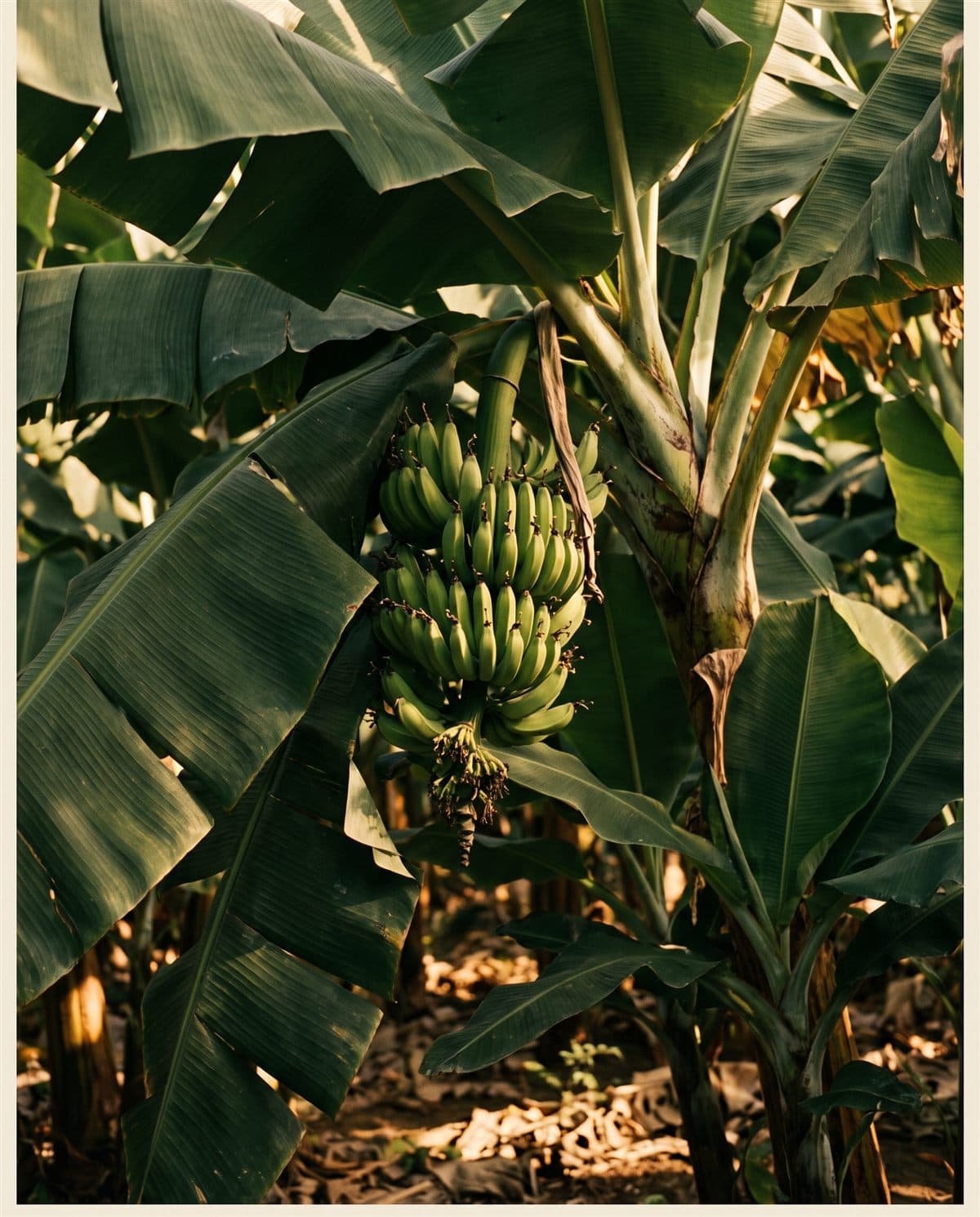 Racimo de plátano en la planta