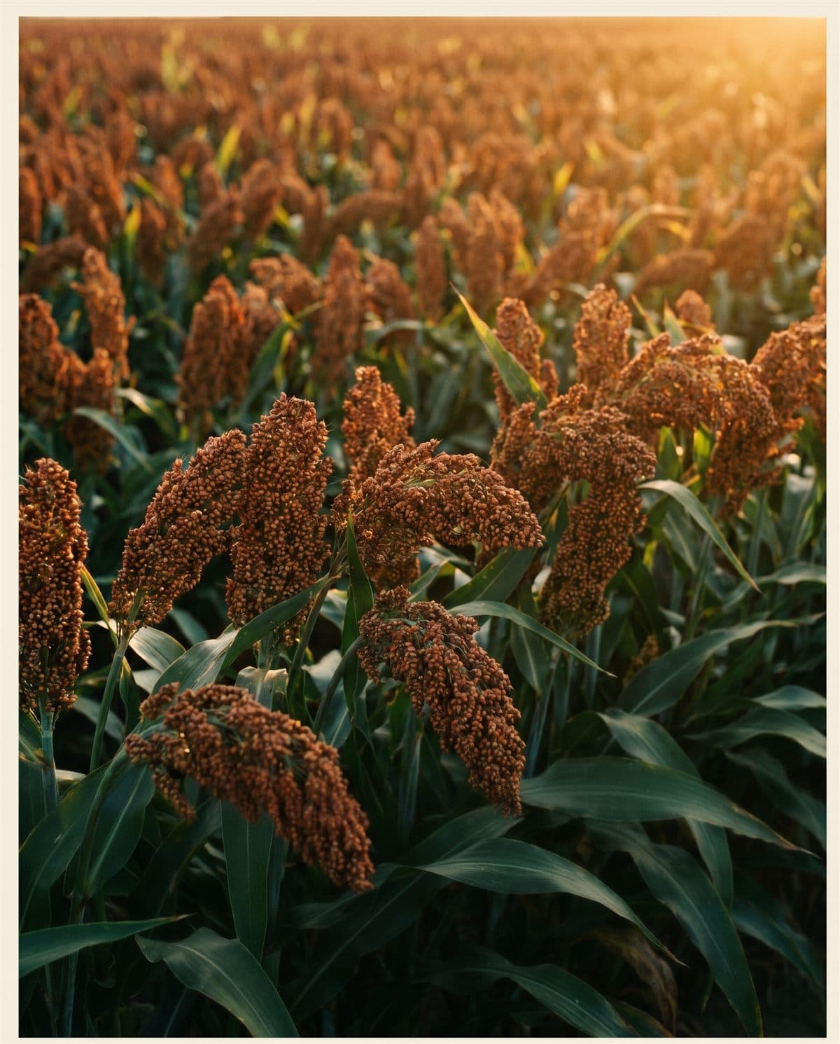 Panículas de sorgo rojizo en el campo